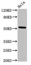MTRF1 Antibody