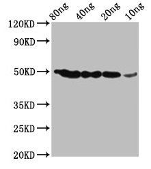mturn Antibody