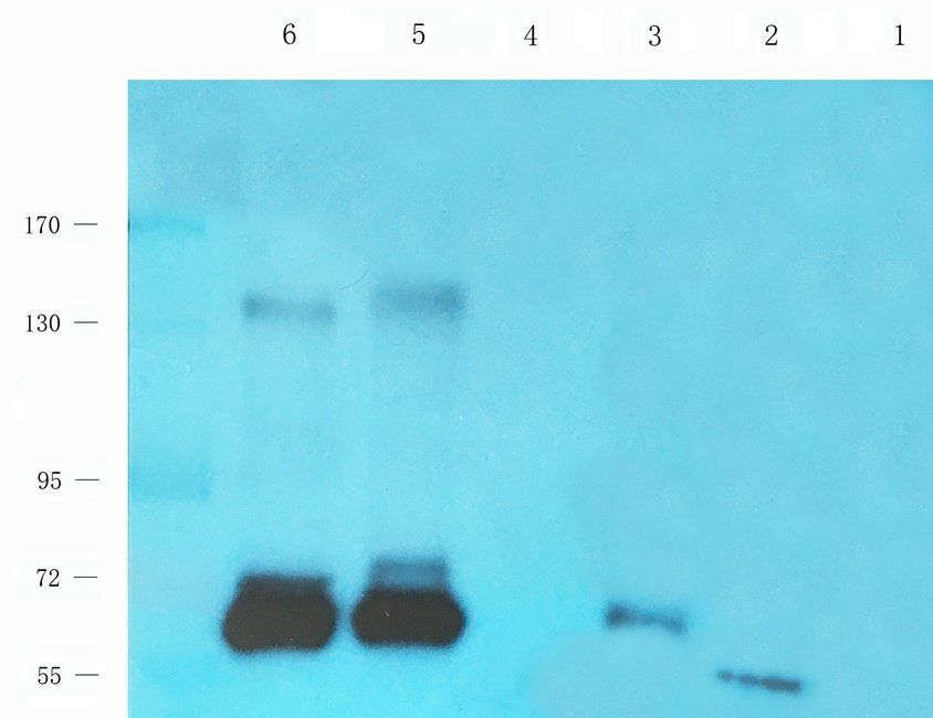 MUC1 antibody