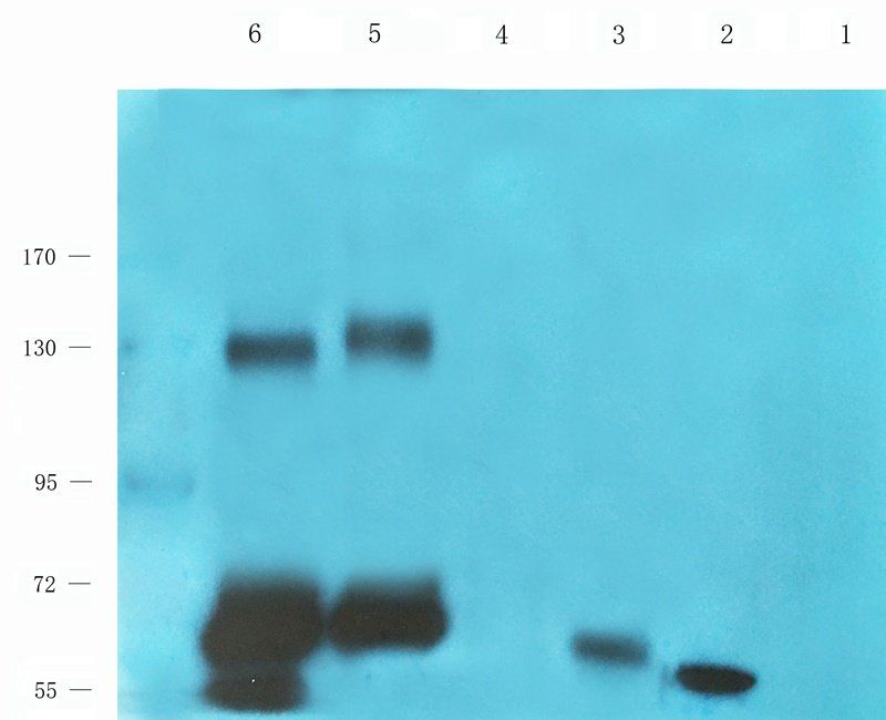 MUC1 antibody