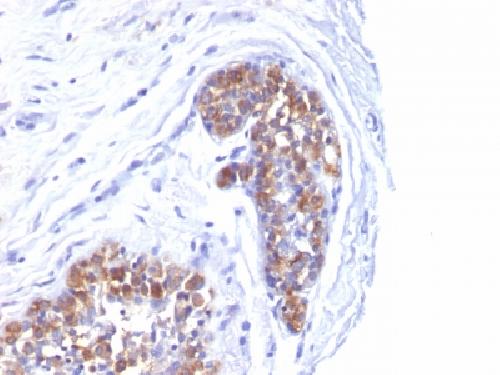 MUC1 antibody