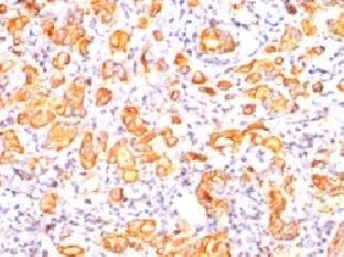 MUC1 Antibody