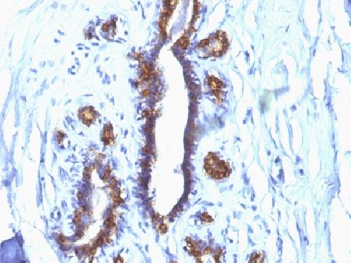 MUC1 Antibody