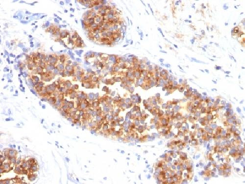 MUC1 antibody