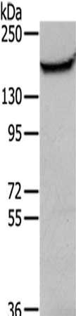 MUC1 Antibody