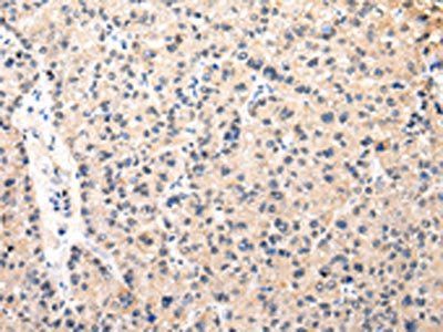 MUC1 Antibody