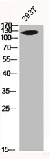 MUC1 Antibody