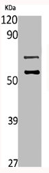 MUC13 antibody