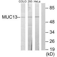 MUC13 antibody