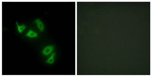 MUC13 Antibody