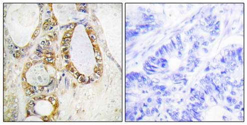 MUC13 Antibody