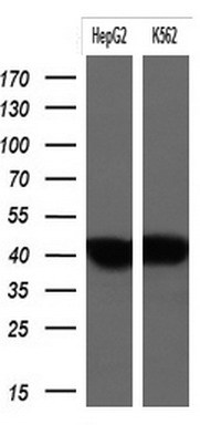 MUC16 Antibody