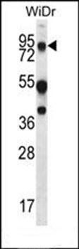 MUC20 antibody