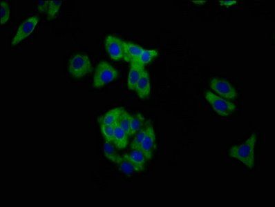 MUC20 antibody