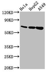 MUC20 antibody