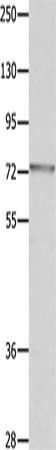 MUC20 Antibody