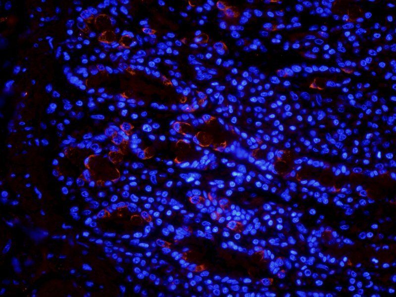 Muc2 antibody