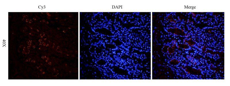 Muc2 antibody