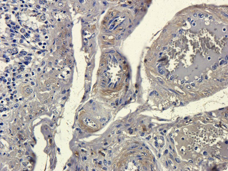 Muc2 antibody