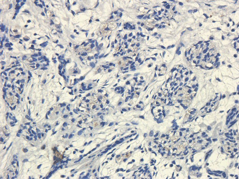 Muc2 antibody