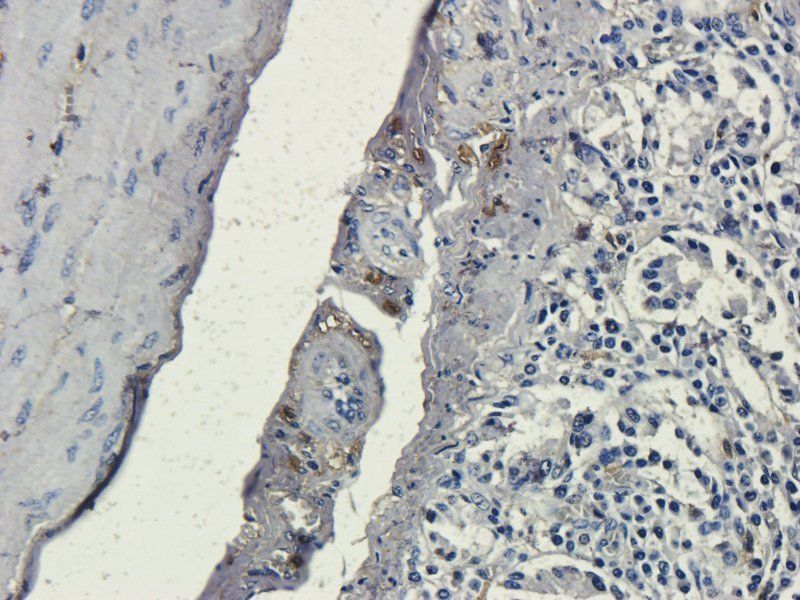 Muc2 antibody