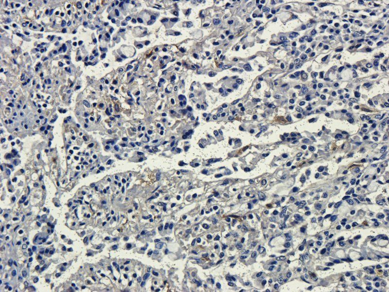 Muc2 antibody