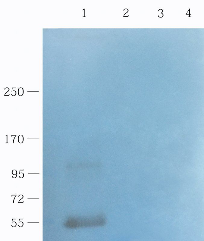 Muc2 antibody