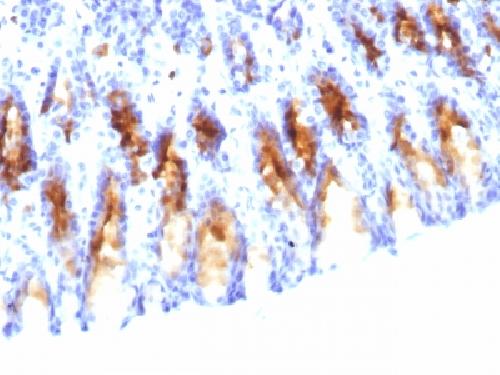 MUC5AC antibody