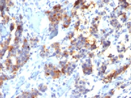 MUC5AC antibody