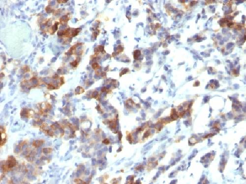 MUC5AC (Mucin 5AC / Gastric Mucin) Antibody