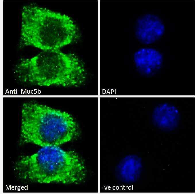 Goat anti-Muc5b (mouse) Antibody