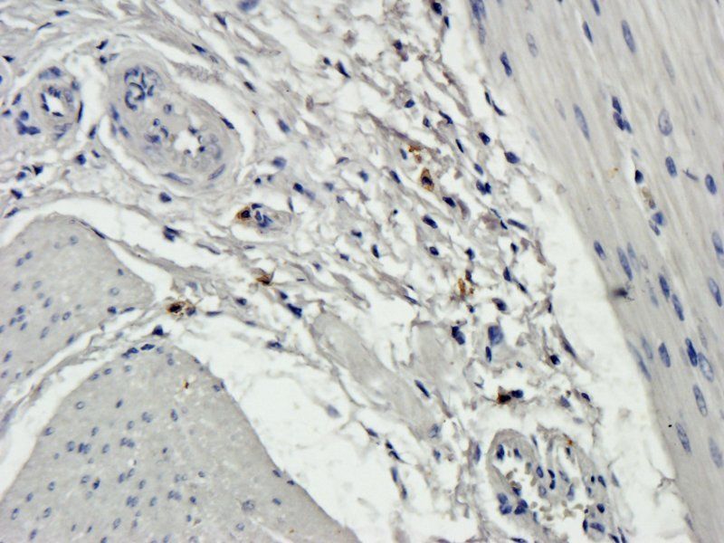 Muc5B antibody