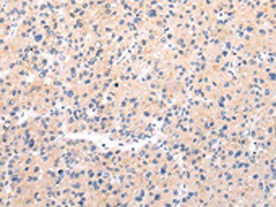 MUC7 Antibody