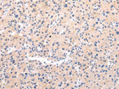 MUC7 antibody