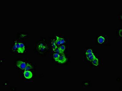 Mucin-1 antibody