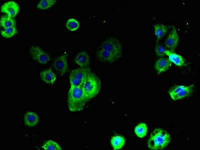 Mucin-1 antibody