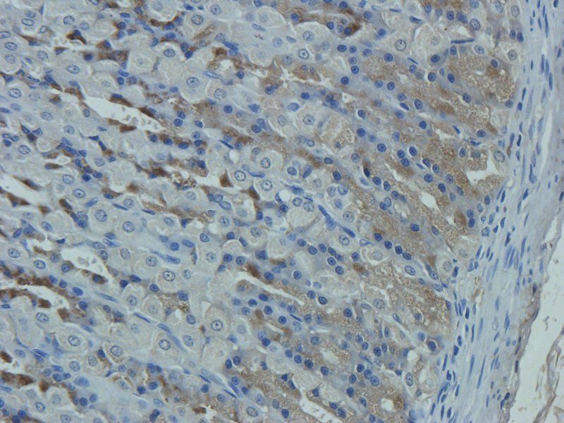 Mucin 5AC antibody