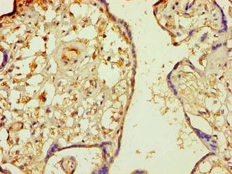 Multiple inositol polyphosphate phosphatase 1 antibody