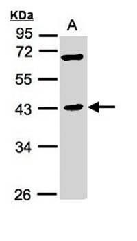 MURF1 antibody