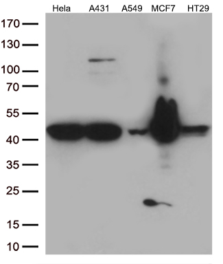 MURF3 Antibody