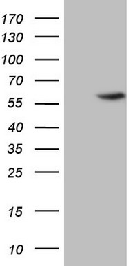 MURF3 Antibody