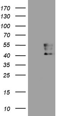 MURF3 Antibody