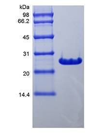 BCL2 protein
