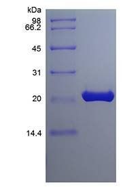 Murine FGF-9 protein