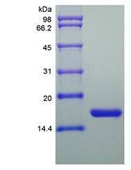 Murine IL1RA protein