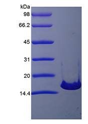 Murine IL21 protein