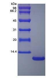 Murine MIP-3 alpha protein