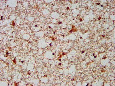 MUS81 antibody