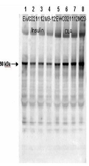 Muscle Glycogen Synthase (phospho-S641) antibody