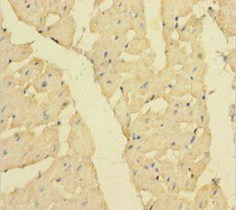 Muscleblind-like protein 1 antibody
